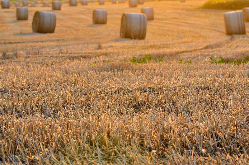 Summer harvest